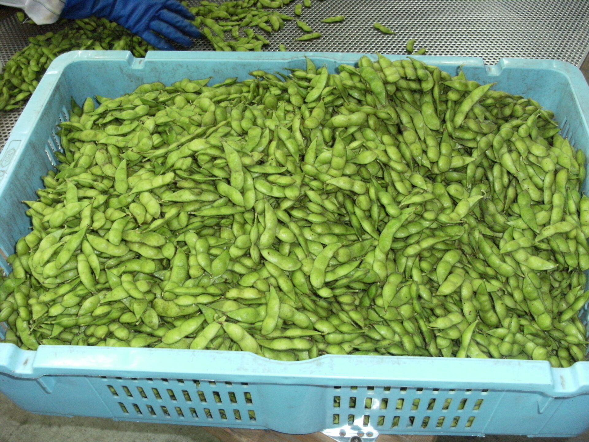 green-soybeans 枝豆選別